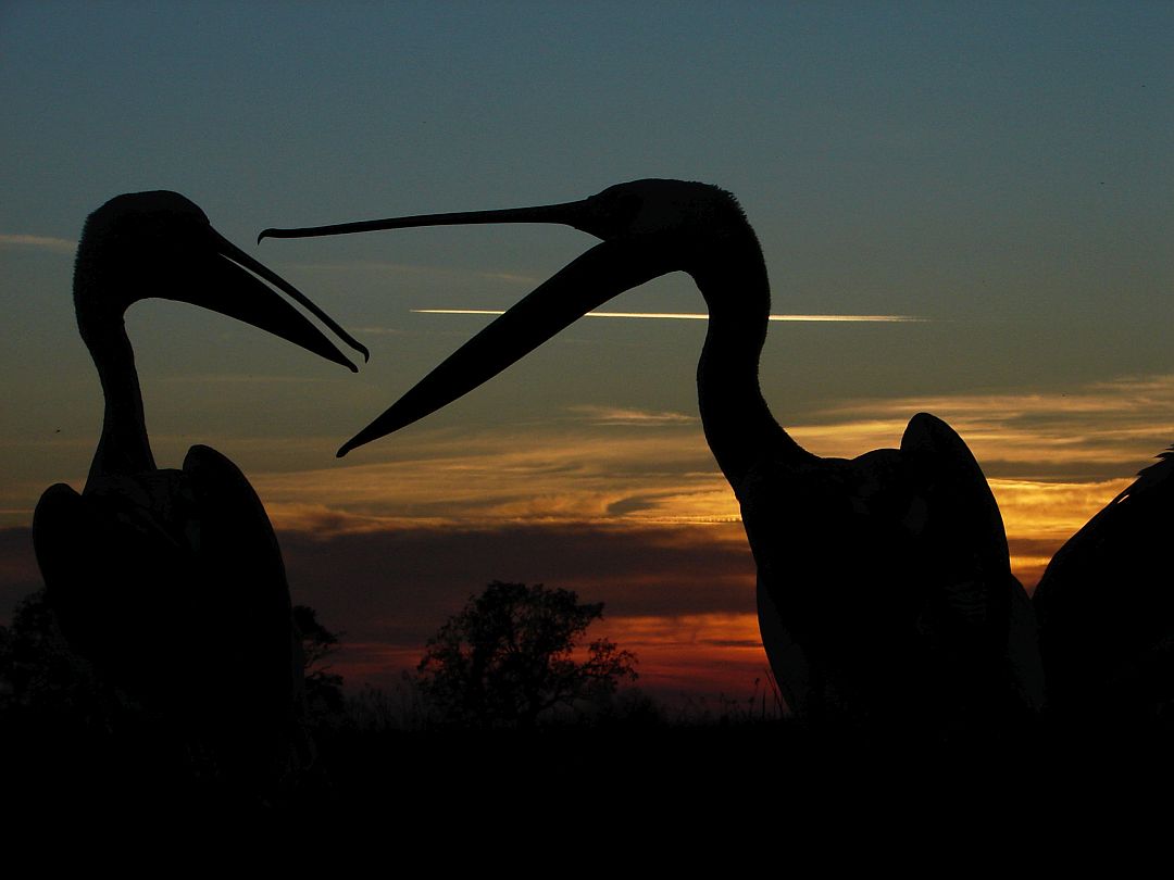 naplemente_szafari_a_hortobagyi_vadasparkban_original_156772
